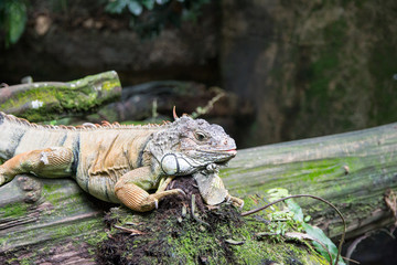 iguana on tree