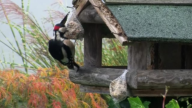 Der Buntspecht genie&szlig;t den Meisenkn&ouml;del am alten Vogelh&auml;uschen