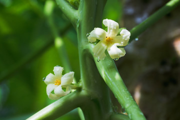 wet white papaya flower with dew