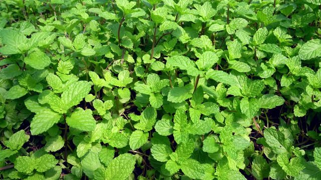Mint leaf in farm, green leaves pattern