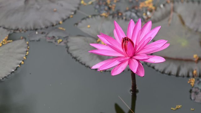 pink lotus float with lotus leaf on well