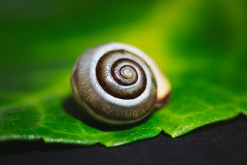 little snail on a green leaf,  close up shoot