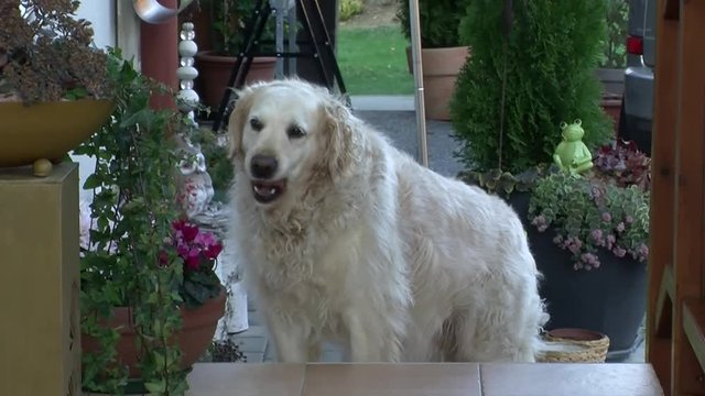Eine zottelige Golden Retriever-Dame