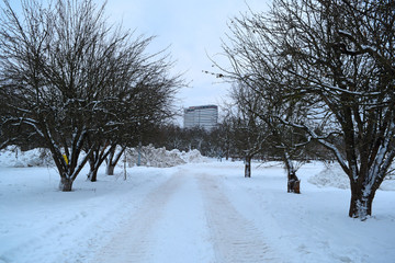 View of the long road and the house in the distance between the dark trees. Cold winter.