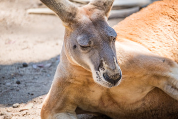 Red Kangaroo in the Zoo in Queensland 