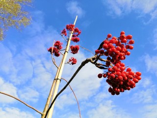  fruits of red mountain ash against a blue sky