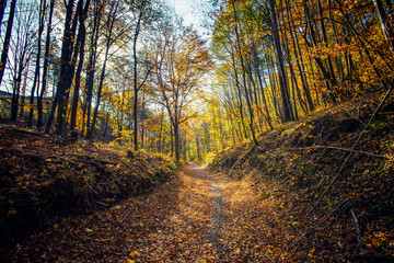 colorful autumn forest