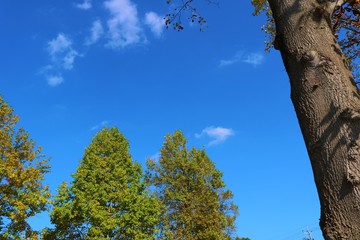 空　雲　木　秋　茨城
