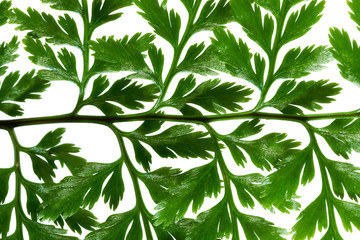 Fern leaf, Ornamental foliage, Fern isolated on white background, with clipping path  