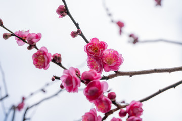 ピンクの梅の花
