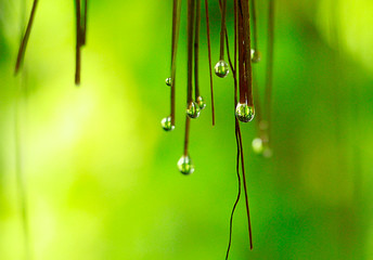 water drops of dew on green grass