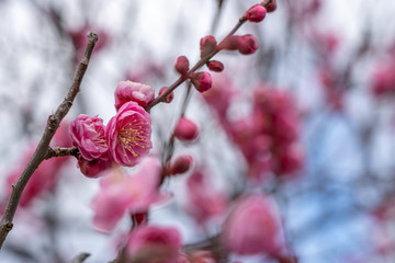 Ume is Japanese plum.