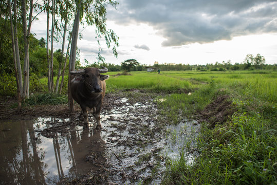 Water Buffalo In The Isan Thailand