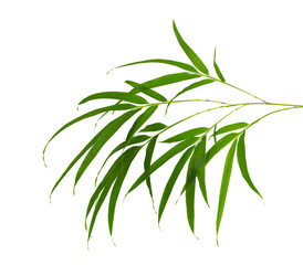 Fototapeta na wymiar Bamboo foliage with stems, Green leaves isolated on white background, with clipping path 