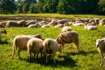 Sheep herd in the Dosenmoor in Schleswig-Holstein, Germany