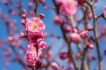 Ume is Japanese plum.