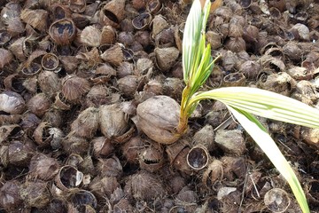 ココナッツいっぱい甘いいいいいい