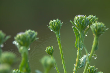 The flower buds of the purple flowers have green petals encased. In the morning after the rain And with mild sunshine reflecting the white spider web