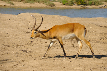 Antilope Cobe lechwé en marche au bord de l'eau
