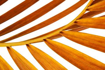 Yellow palm leaves, Golden cane palm, Areca palm leaves, Tropical foliage isolated on white background with clipping path  