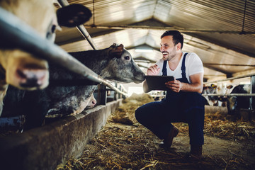 Handsome caucasian farmer in overall crouching next to calf, using tablet and smiling. Stable...