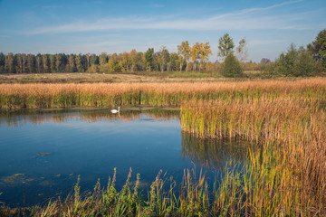 A pond on a sunny autumn day near Piaseczno, Masovia, Poland