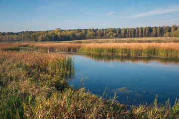 A pond on a sunny autumn day near Piaseczno, Masovia, Poland
