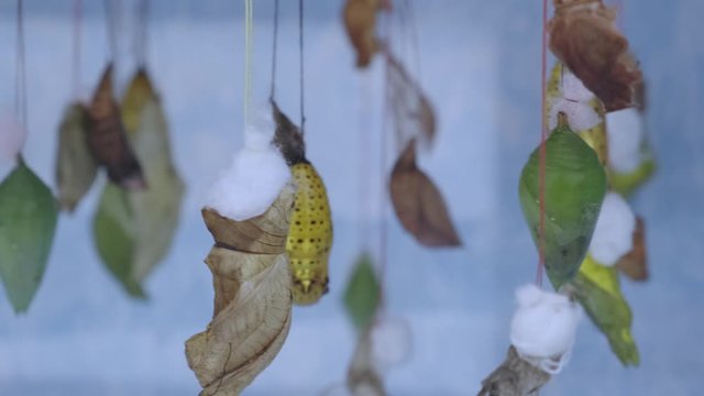 Giant butterfly dolls hanging on a blue background
