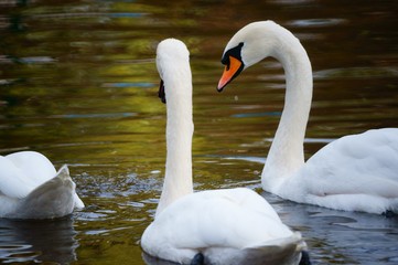 Obraz premium white swan on the lake