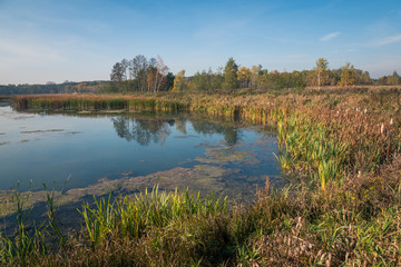 A pond on a sunny autumn day near Piaseczno, Masovia, Poland