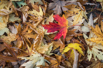 Natural backgorund - red maple leaf on a background of yellow leaves