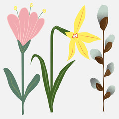 Easter flowers, narcissus, willow and tulip. Elements for greeting cards, decorations and illustrations. Digital drawing.