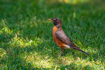 American Robin in the Grass