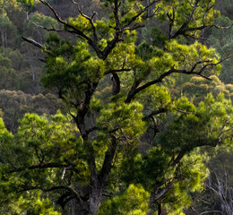 green tree with dark tuck in the sun