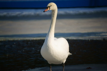 swan on the lake