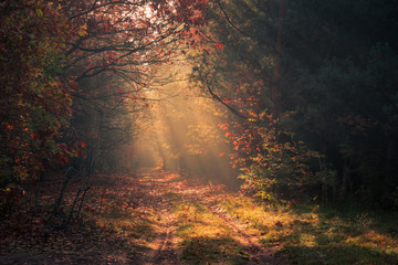 Road in the forest and sunbeams during a foggy autumn morning near Piaseczno, Poland