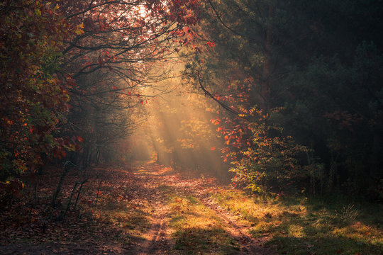 Road in the forest and sunbeams during a foggy autumn morning near Piaseczno, Poland © Artur Bociarski