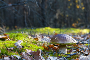 big white mushroom in nature