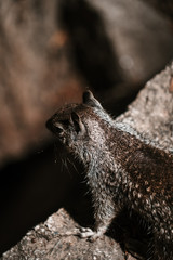 Cute squirrel in Yosemite National Park from above