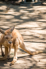 Naklejka na ściany i meble Joey kangaroo in the Zoo in Queensland