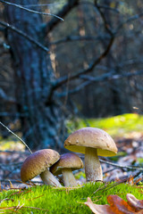 three mushrooms in nature