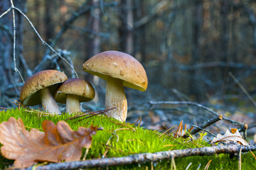 three white mushrooms in nature