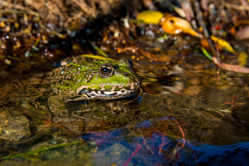 Green frog sitting in water