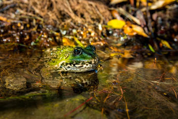 Green frog sitting in water
