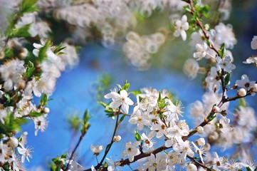 white flowers in spring