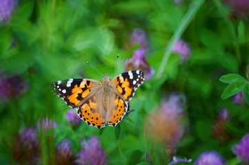 Butterfly in wild flowers. Insects in nature.