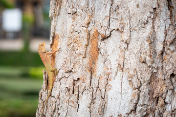 Close up of the eastern garden fence lizard or changeable lizard or Calotes Versicolor climbing up the tree