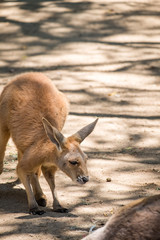 Baby Kangaroo in the Zoo in Queensland 