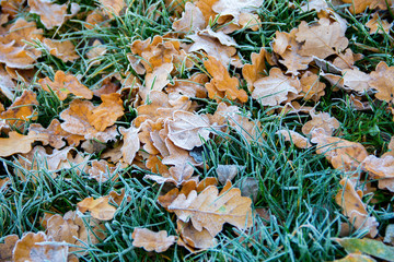 Frozen oak leafs. Hoarfrost on withered leaves.