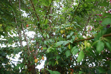 Fototapeta na wymiar The Mirabelle, also called Yellow Plum, is a subspecies of the plum.